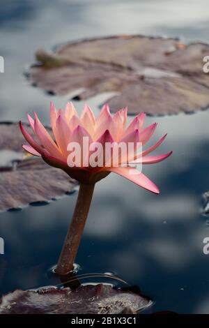 Lily De L'Eau De Nymphée Du Colorado Émergeant De L'Étang 1 Banque D'Images