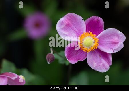 Gros plan violet japonais Anemone Banque D'Images