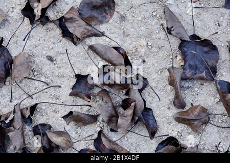 Vieux vieux vieux vieux feuilles sèches vintage tombant sur le sol pluvieux saison automne fond modèle nature. Banque D'Images