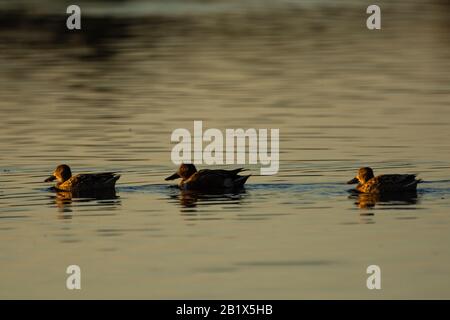 Les canards des pelles du Nord nagent dans l'eau le matin Banque D'Images