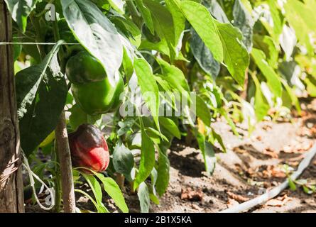 Poivrons rouges et verts de paprika qui poussent sur la plantation le jour d'été. Banque D'Images