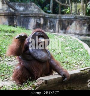 Indonésie, BALI - 20 JANVIER 2011: Singe dans le zoo de Bali. Indonésie. Banque D'Images