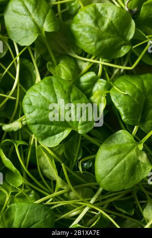 Watercresson vert brut dans un bol Banque D'Images