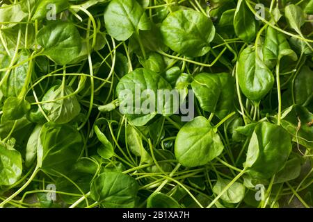 Watercresson vert brut dans un bol Banque D'Images