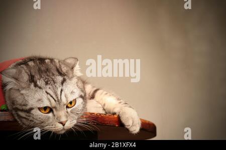 Un chat écossais s'ennuyé et en colère se replie sur une table pour montrer le concept de quarantaine à domicile, d'auto-isolement et de distanciation sociale pendant la pandémie de covid-19 Banque D'Images