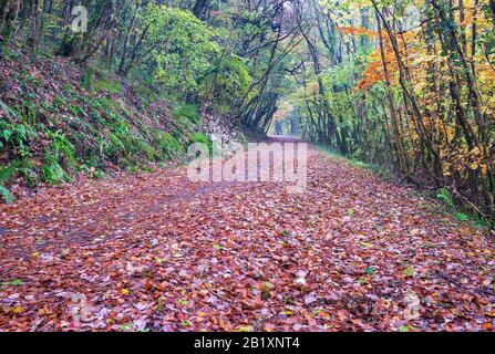 Promenades automnales dans les bois avec feuilles de couleur automnale, vie rurale, promenades dans la campagne, paisible, vie Devon, Nord Devon, Sud-Ouest Banque D'Images