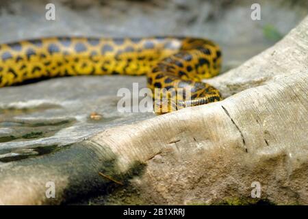 Rattlesnake s'est enroulée devant une vieille souche d'arbre mort et regardant la caméra à blijdorp rotterdam aux pays-bas Banque D'Images