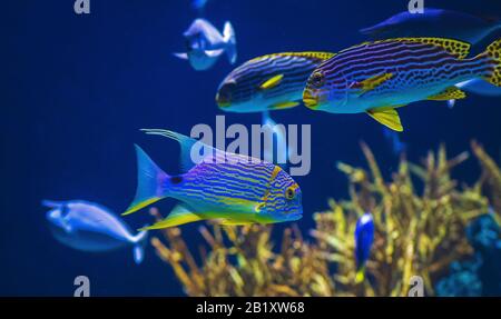 poisson bleu avec plantes dans un aquarium à blijdorp rotterdam pays-bas Banque D'Images