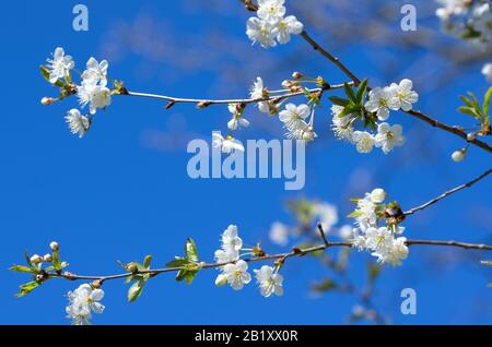 De belles branches de cerisiers en fleurs blanches ouvertes sur le fond d'un ciel bleu Banque D'Images