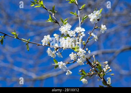 Fleur de cerisier de printemps avec beaucoup de fleurs blanches sur une branche sur un fond flou avec beaucoup de brindilles Banque D'Images