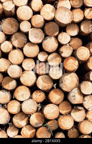 Pile de grumes en bois scié plein cadre Banque D'Images