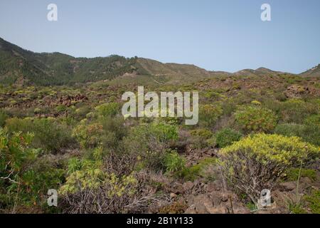 Une flore endémique luxuriante à travers le vaste paysage rocheux près de la ville de Santiago del Teide, sur le chemin croissant vers le village d'Arguayo, Tenerife, îles Canaries Banque D'Images