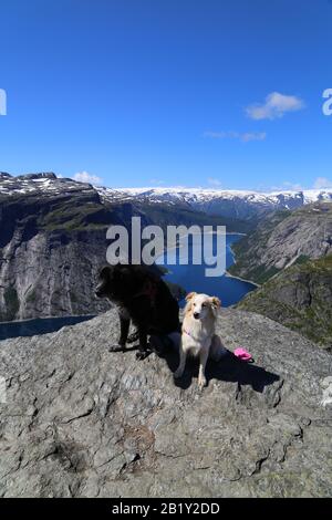 Chiens assis sur le sommet de Trolltunga, Norvège Banque D'Images