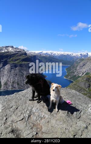 Chiens assis sur le sommet de Trolltunga, Norvège Banque D'Images