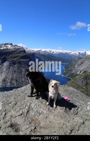 Chiens assis sur le sommet de Trolltunga, Norvège Banque D'Images