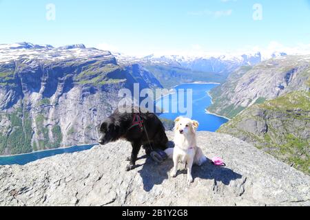 Chiens assis sur le sommet de Trolltunga, Norvège Banque D'Images