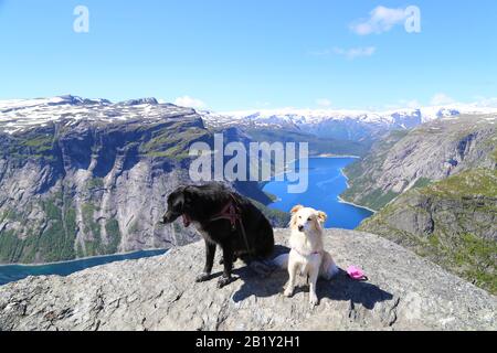 Chiens assis sur le sommet de Trolltunga, Norvège Banque D'Images