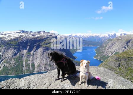 Chiens assis sur le sommet de Trolltunga, Norvège Banque D'Images