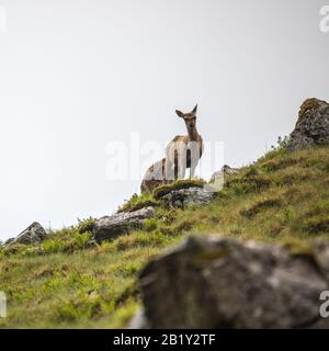 Troupeau de jeunes cerfs sauvages dans les montagnes écossaises le soir des pluies. Banque D'Images