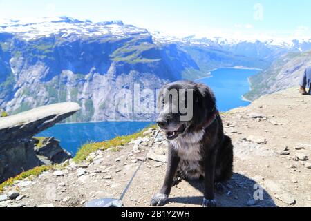 Chiens assis sur le sommet de Trolltunga, Norvège Banque D'Images