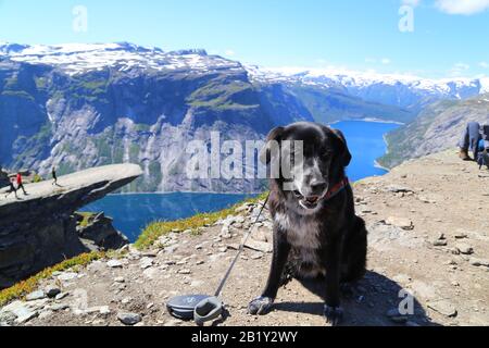 Chiens assis sur le sommet de Trolltunga, Norvège Banque D'Images