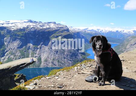 Chiens assis sur le sommet de Trolltunga, Norvège Banque D'Images