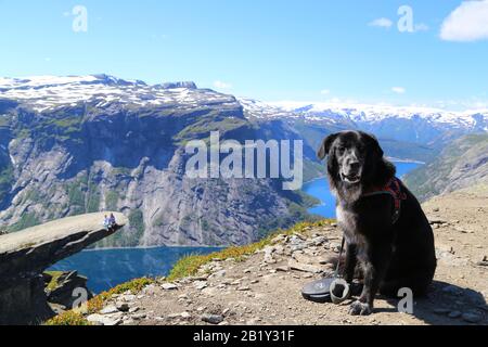 Chiens assis sur le sommet de Trolltunga, Norvège Banque D'Images