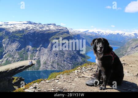 Chiens assis sur le sommet de Trolltunga, Norvège Banque D'Images