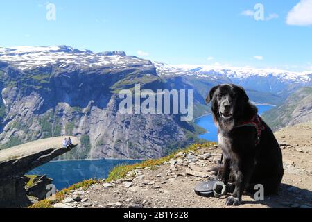 Chiens assis sur le sommet de Trolltunga, Norvège Banque D'Images