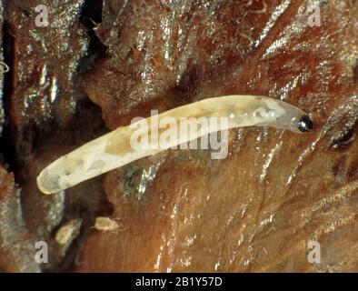 La mouche sciaride ou la mouche mycète (Lycoriandre sp.) larva dans une ampoule de daffodil malade (Narcisse sp.) avec acariens de bulbe Banque D'Images