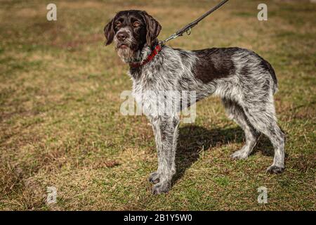 Portrait de jeune chien de chasse, Pointeur allemand à poil dur sur une laisse debout dans un parc sur l'herbe verte et jaune par jour ensoleillé. Banque D'Images