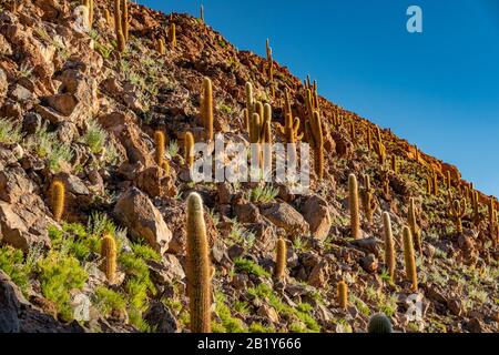 Cactus au-dessus de la colline escarpée dans le désert d'Atacama Banque D'Images