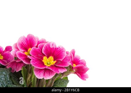 Fleurs d'onagre violettes dans le coin closeup isolé sur fond blanc avec copyspace Banque D'Images