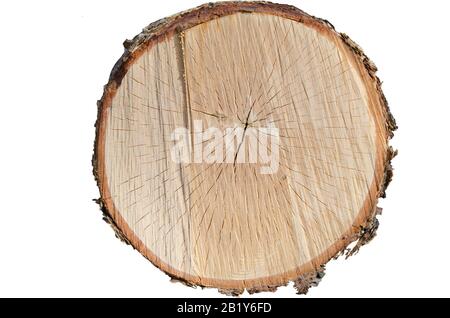 Texture d'une tranche d'un tronc de bouleau sur fond blanc. Isoler. Banque D'Images