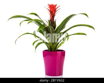 Rouge poté Guzmania Bromeliad dans le pot de fleur pourpre isolé sur fond blanc Banque D'Images