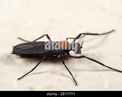 Macro Photographie de Lovebug sur le sol Banque D'Images