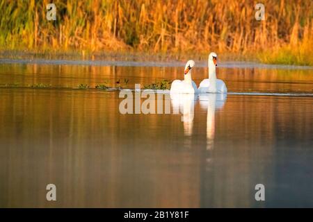 Swan sur le lac pendant la lumière d'automne Banque D'Images