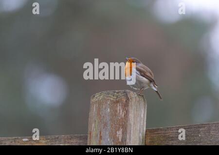 Hambourg, Allemagne. 27 février 2020. Un robin (Erithacus rubecula) se trouve sur un poteau de clôture dans la réserve de jeu à Klövensteen et chante. Crédit: Jonas Walzberg/Dpa/Alay Live News Banque D'Images