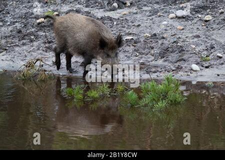 Hambourg, Allemagne. 27 février 2020. Un sanglier (Sus scrofa) longe un cours d'eau dans la réserve de jeux de Klövensteen. Crédit: Jonas Walzberg/Dpa/Alay Live News Banque D'Images