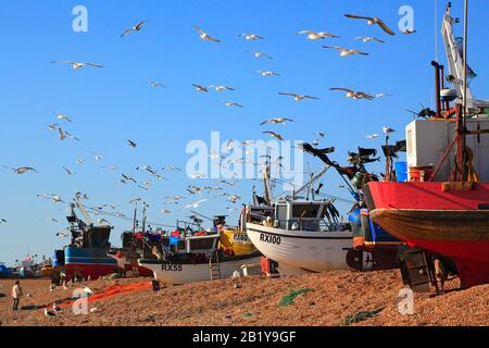 Les mouettes planent sur les bateaux de pêche Hastings sur la vieille ville Stade Fishermen's Beach à Rock-A-Nore, East Sussex, Royaume-Uni Banque D'Images