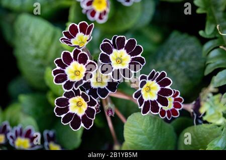 Fleurs Primula en dentelle argentée de couleur foncée, photographiées en gros plan. Banque D'Images