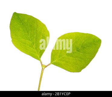 double feuille verte fraîche à l'extrémité de la branche isolée sur blanc Banque D'Images