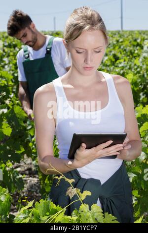 femme utilisant un tablet pc dans le vignoble Banque D'Images