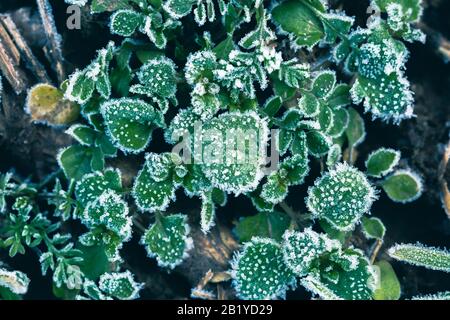 Arrière-plan abstrait avec herbe verte et feuilles recouvertes de givre. Vue de dessus. Cristaux de glace sur l'herbe verte après le premier gel en hiver. Banque D'Images