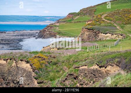 Sentier côtier du sud-ouest avec promenades vers les falaises de Abbotsham, sur la côte à côté de la plage, à North Devon, Royaume-Uni Banque D'Images