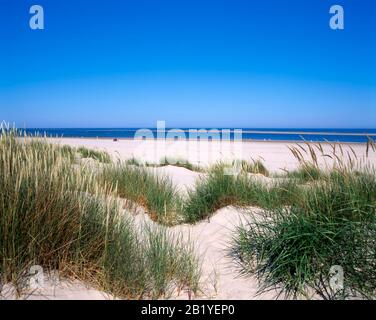 Plage et dunes, île de Terschelling, Mer du Nord, Frise, Pays-Bas, Europe