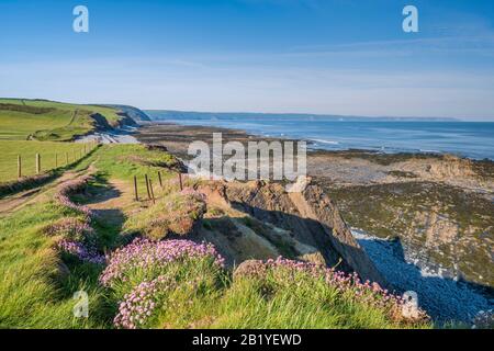 Falaises d'Abbotsham sur le sentier côtier sud-ouest, North DEVON, Royaume-Uni Banque D'Images