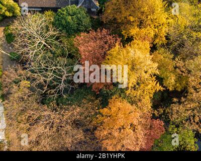 Vue aérienne de Ginkgo Tree, Ginkgo biloba, également appelé Maidenhair arbre, montrant ses feuilles vives jaunes au parc Qiuxiapu à Jiading, Shanghai, Chine Banque D'Images