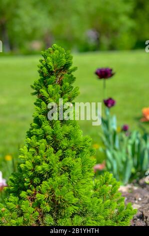 Conique de l'épinette canadienne, belle arbre vert close-up Banque D'Images