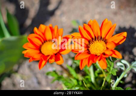 Gros plan de deux gazania rigens fleurs avec pétales d'orange Banque D'Images